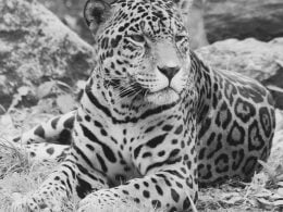 Jaguar Kali